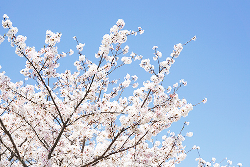 日本の桜の名所100選に選定 日立市平和通り添いにお店があります。